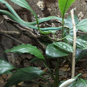 vine snake sao paulo zoo