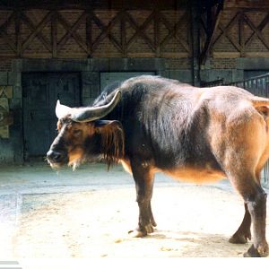 Savanna Buffalo / Antwerp Zoo May 1991