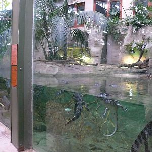 Amazonian House - Caimans exhibit