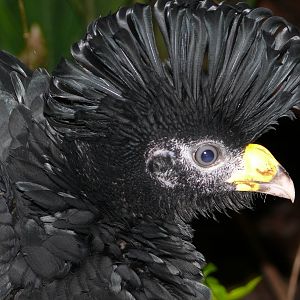 Amazonian House - Great currasow