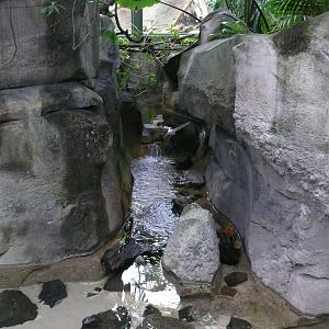 Amazonian House - Stingrays pool