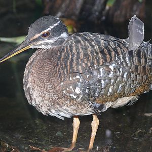 Amazonian House - Sunbittern