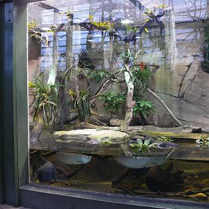 Amazonian House - Anacondas, arowanas and basilisk exhibit