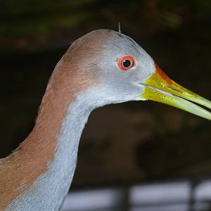 Amazonian House - Giand wood-rail