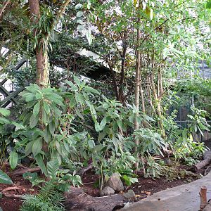 Amazonian House - Path