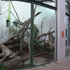 Amazonian House - Ocelots exhibit
