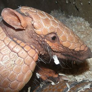 Amazonian House - Six bandes armadillo
