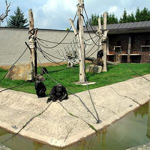 Chimpanzee [Pan troglodytes]