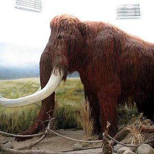 Mamut