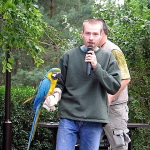 Blue & Gold Macaw [Ara ararauna]