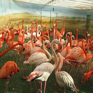 Greater Flamingo [Phoenicopterus ruber antiquorum] & Caribbean Flamingo