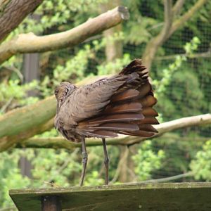 Hammerkop [Scopus umbretta]