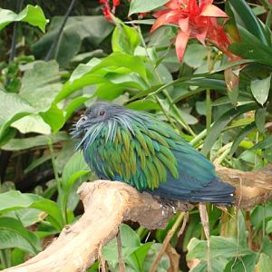Nicobar Pigeon [Caloenas nicobarica]
