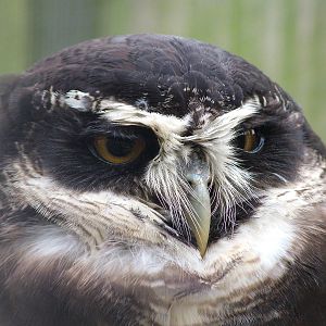 Spectacled Owl at Cotswold Falconry 05/03/11