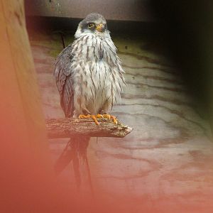 Red-footed Falcon at Cotswold Falconry 05/03/11
