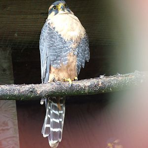 Aplomado Falcon at Cotswold Falconry 05/03/11