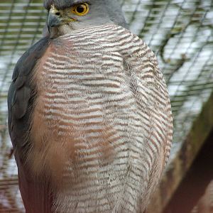 African Goshawk at Cotswold Falconry 05/03/11