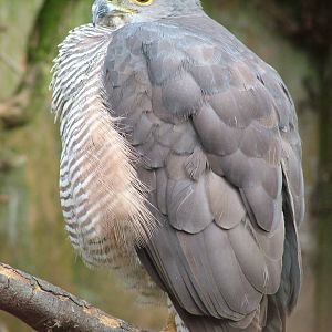African Goshawk at Cotswold Falconry 05/03/11