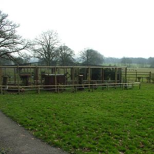 New Secretary Bird Aviary at Cotswold Falconry 05/03/11