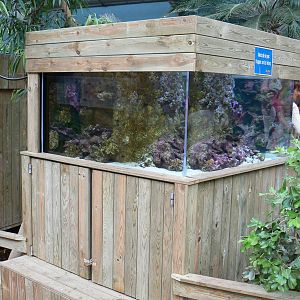 Australian greenhouse -  Long Snout seehorses aquarium