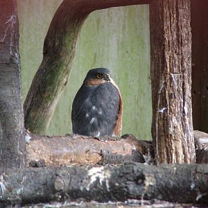 Eurasian Sparrowhawk at Cotswold Falconry 05/03/11