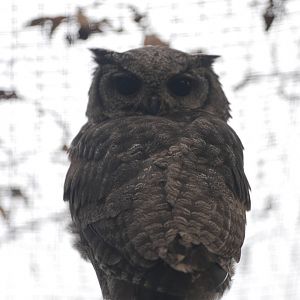Variegated Eagle Owl at Cotswold Falconry 05/03/11