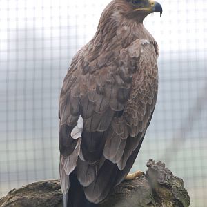 African Tawny Eagle at Cotswold Falconry 05/03/11