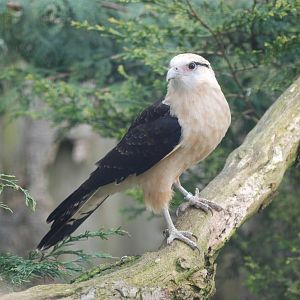 Yellow-headed Caracara at Cotswold Falconry 05/03/11