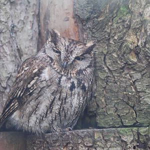 Western Screech Owl at Cotswold Falconry 05/03/11