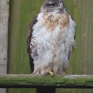 Ferruginous Hawk at Cotswold Falconry 05/03/11