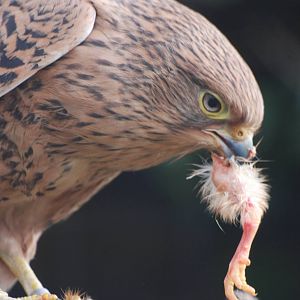 Greater Kestrel at Cotswold Falconry 05/03/11