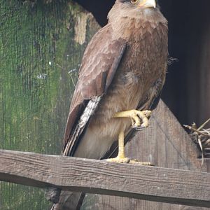Chimango Caracara at Cotswold Falconry 05/03/11