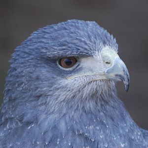 Black-chested Buzzard-Eagle at Cotswold Falconry 05/03/11