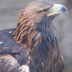 Golden Eagle at Cotswold Falconry 05/03/11