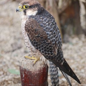 Lanner Falcon at Cotswold Falconry 05/03/11