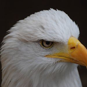 Bald Eagle at Cotswold Falconry 05/03/11