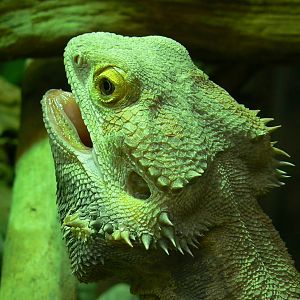 Australian greenhouse - Bearded dragon
