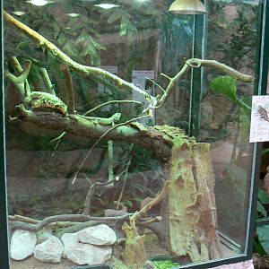 Australian greenhouse - Bearded dragons exhibit