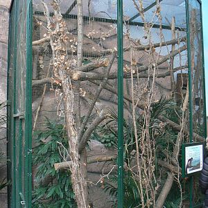 Australian greenhouse -  Prevost squirrels exhibit