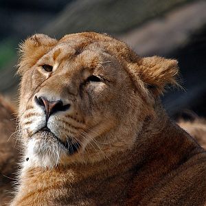 Asiatic Lioness