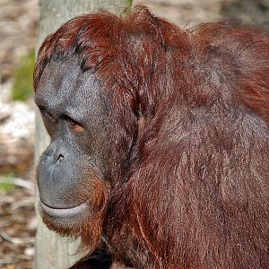 ORANGUTAN