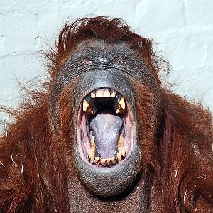 ORANGUTAN