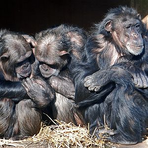 cHIMPANZEES