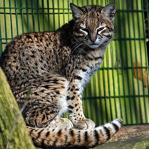 BART the Geofforeys cat