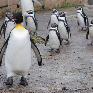 King and Humboldt Penguins at Birdland, 05/03/11