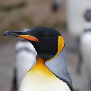 King Penguin at Birdland, 05/03/11