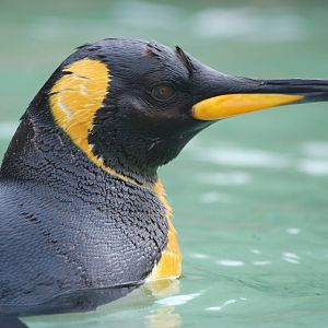 King Penguin at Birdland, 05/03/11