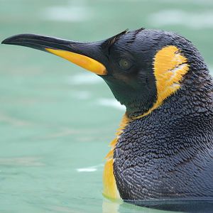 King Penguin at Birdland, 05/03/11