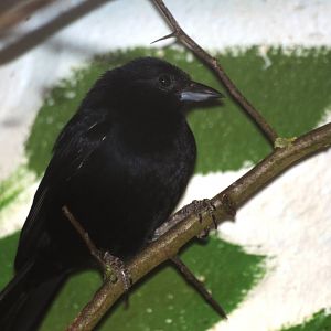 White-lined Tanager at Birdland, 05/03/11