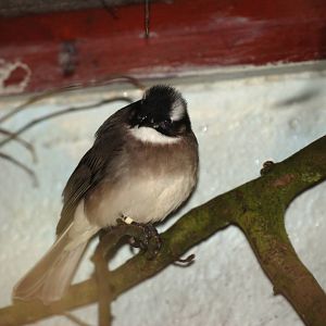 Light-vented Bulbul at Birdland, 05/03/11